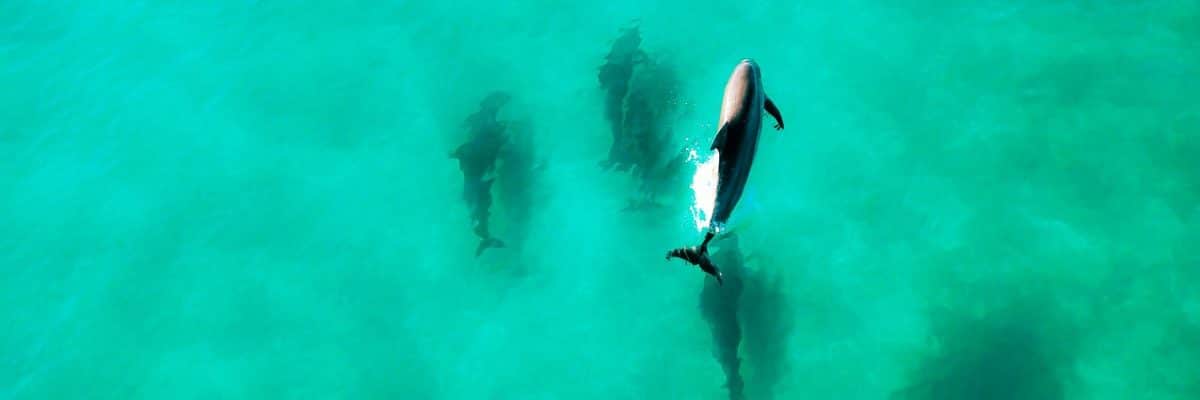 Snorkeling with dolphin in ocean